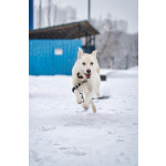 Луна - метис БШО - девочка