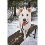 Луна - метис БШО - девочка