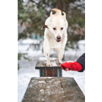 Луна - метис БШО - девочка