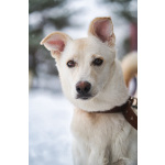 Луна - метис БШО - девочка