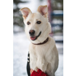 Луна - метис БШО - девочка