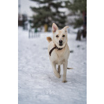 Луна - метис БШО - девочка