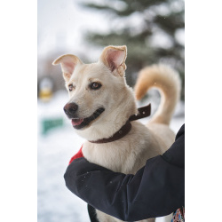 Луна - метис БШО - девочка