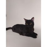 Сабрина ищет дом!