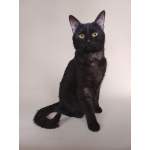 Сабрина ищет дом!