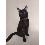 Сабрина ищет дом!