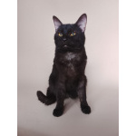 Сабрина ищет дом!