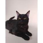 Сабрина ищет дом!