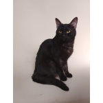 Сабрина ищет дом!