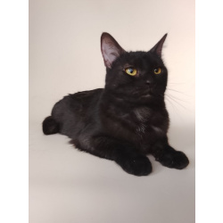 Сабрина ищет дом!