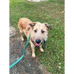 Добрый и очаровательный Гриня ищет дом.