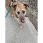 Добрый и очаровательный Гриня ищет дом.