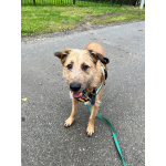 Добрый и очаровательный Гриня ищет дом.