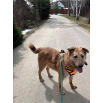 Добрый и очаровательный Гриня ищет дом.