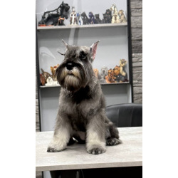 Щенки Цвергшнауцера перец с солью.