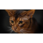 Шикарные абиссинские котята питомника «ELDAMAR»,