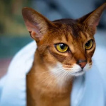 Шикарные абиссинские котята питомника «ELDAMAR»,