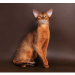 Шикарные абиссинские котята питомника «ELDAMAR»,