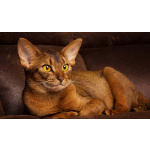 Шикарные абиссинские котята питомника «ELDAMAR»,