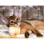 Шикарные абиссинские котята питомника «ELDAMAR»,