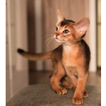 Шикарные абиссинские котята питомника «ELDAMAR»,