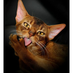 Шикарные абиссинские котята питомника «ELDAMAR»,