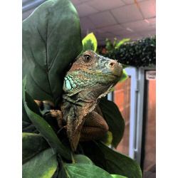 Красная игуана