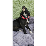 Очень ласковый щеночек с короткими лапками