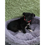 Очень ласковый щеночек с короткими лапками