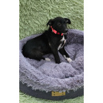 Очень ласковый щеночек с короткими лапками