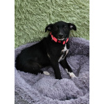 Очень ласковый щеночек с короткими лапками