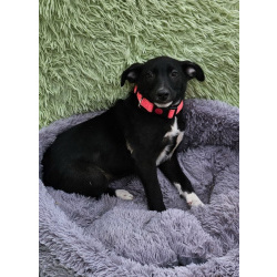 Очень ласковый щеночек с короткими лапками