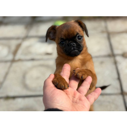 Пти брабансон девочка, апрель 2026