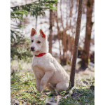 Бесподобный домашний щенок Пилот ищет дом