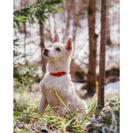 Бесподобный домашний щенок Пилот ищет дом