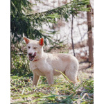 Бесподобный домашний щенок Пилот ищет дом