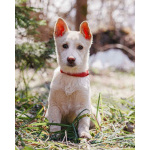 Бесподобный домашний щенок Пилот ищет дом