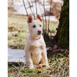 Бесподобный домашний щенок Пилот ищет дом