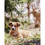 Милейшая Дива,домашняя девочка-щенок ищет дом