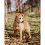 Милейшая Дива,домашняя девочка-щенок ищет дом