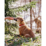 Милейшая Дива,домашняя девочка-щенок ищет дом