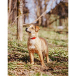 Милейшая Дива,домашняя девочка-щенок ищет дом