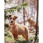 Милейшая Дива,домашняя девочка-щенок ищет дом