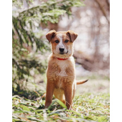 Милейшая Дива,домашняя девочка-щенок ищет дом