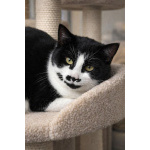 Кошечка Буся ищет дом!