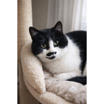 Кошечка Буся ищет дом!