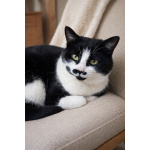 Кошечка Буся ищет дом!