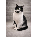 Кошечка Буся ищет дом!