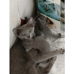 Русские голубые котята с европейскими родословными (от первых РГ императрицы Екатерины II)