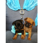 Щенки пти-брабансона купить в Москве